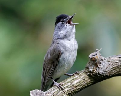 Country diary: The joys and mysteries of a late-season songster