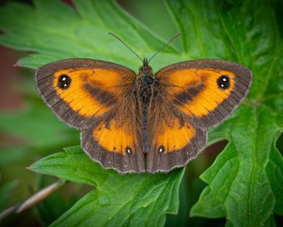 Air pollution filters help scientists produce first UK wildlife survey using eDNA