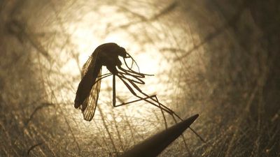 What do we know about the West Nile virus spreading in Europe?