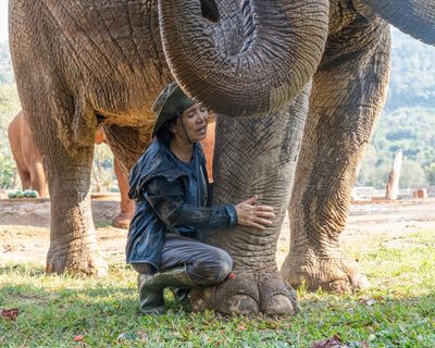 The elephant whisperer: one Thai woman’s lifelong quest to protect a rescued herd