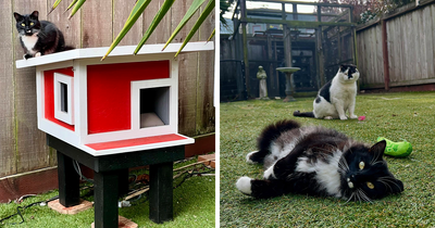 This Guy Spotted A Scruffy Cat In His Yard, What He Did Next Changed Both Their Lives