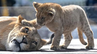 Pride swells as zoo's lion cub roars into action