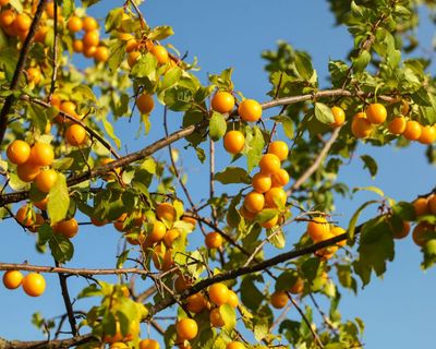 Don’t wait! Prune your stone-fruit tree now, and ensure a healthy winter