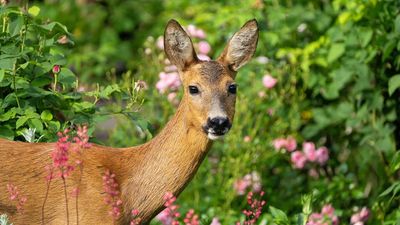 DIY deer deterrents – 3 simple, budget-friendly, and expert-approved ways to keep these creatures away from your yard