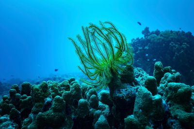 In disaster-prone Vanuatu, photos show sea animals returning to battered reefs. Can recovery happen?