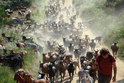 How a herd of hungry goats is helping Spain fight fires during the scorching summer