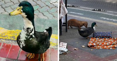 “Free Juan”: Celebrity Duck Gets A Lawyer, Sparks Mass Support After Being Removed From Popular Location