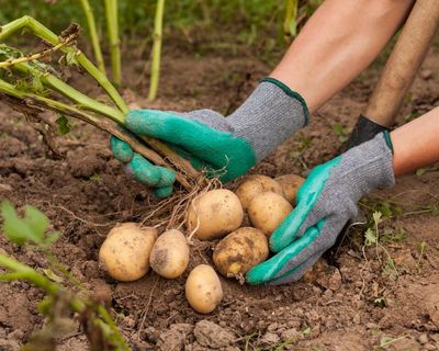 Yes, I know my potatoes, Dariel