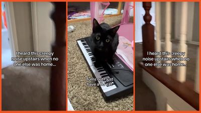 ‘He’s signalling the mothership’: Woman investigates creepy noise while home alone only to find her cat has a hidden talent
