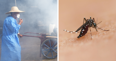 WHO Warns of Global Chikungunya Risk As China Outbreak Surges Past 10,000 And Reaches New Country