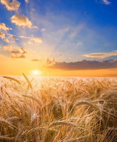 Wheat Posting Mixed Action