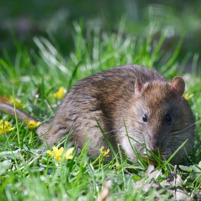 Does the UK have a problem with giant rats? Pest experts have bad news after a 22-inch rat is found in a home