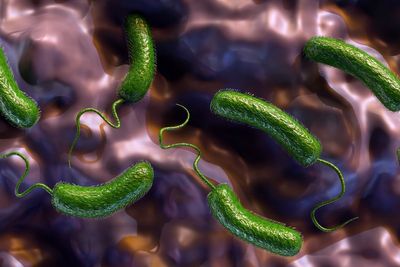 Flesh-eating bacteria deaths are rising along the southeastern US coast