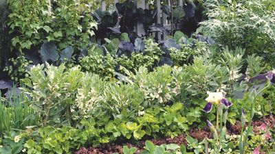 If you aspire for tasty homegrown harvests in winter and spring, I recommend planting these 7 easy-to-grow vegetables in August