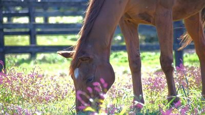 2-time Arima Kinen champion Grass Wonder dies at 30