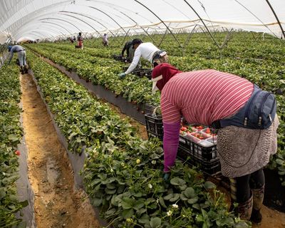 Spain’s economy is the envy of Europe, but the plight of its strawberry pickers tells another story