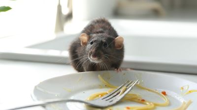 Heading on vacation? Expert shares the 'often overlooked' routine that will keep pests away from your home