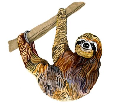 Why do golden sloths appear gold and what are stars made of? The kids’ quiz