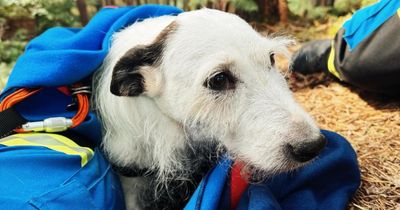 Dog rescued after falling 100ft at popular waterfall
