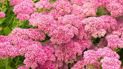 Sedum care and growing guide: how to grow stonecrops for resilient ground cover and vibrant color