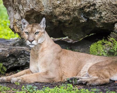 ‘Bizarre and wrong’: Danish zoo sparks debate with plea for pets to use as food