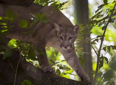 Alligator Alcatraz May Threaten Habitat of Endangered Florida Panthers, Expert Says