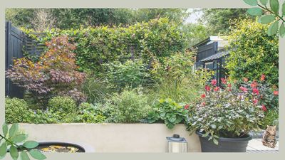 Professional gardener warns of the 'silent drought' we need to be aware of this summer