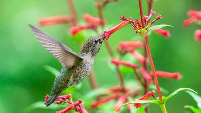 7 flowers to plant in August to fuel the hummingbird migration – it's not too late to grow a nectar-rich floral buffet