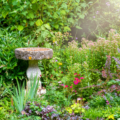 5 plants to grow next to your bird bath to make your garden look gorgeous and encourage more birds