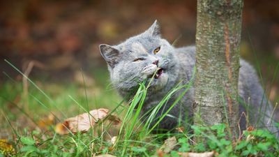 Why do cats and dogs eat grass?