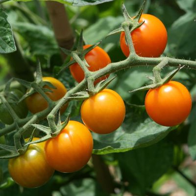 This is the best type of fertiliser for ripening tomatoes – it'll help you grow your best toms ever