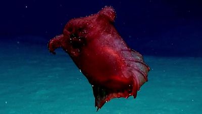 Headless chicken monster: The deep sea cucumber with tubular feet for gobbling sediment