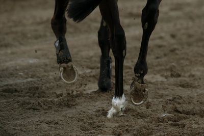 Horse rider dies after falling at fence during competition