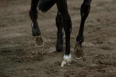 Horse rider dies following fall at fence during competition
