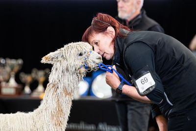 Fashion week for Australia’s fluffiest and silkiest alpacas, where ‘we’re all hoping for a good hair day’
