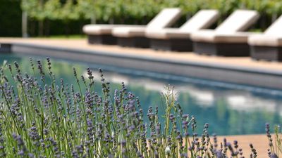 Plants to make a poolside smell nice – 5 expert-approved options to elevate your space