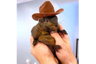 New York state could owe $10 million for internet famous P’Nut the Squirrel’s execution