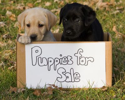 Puppy peril: that dog you want to buy online may be a scam