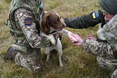 More pets to be allowed in military accommodation as ministers cut red tape