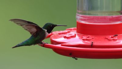 Why wrapping aluminum foil around hummingbird feeders could save your nectar this summer
