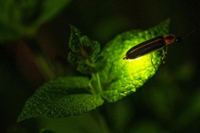 Climate change is killing fireflies – threatening a US summer ritual