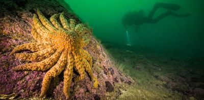 The bacteria killing sea stars in the Pacific: How our team uncovered a decade-long mystery