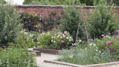 5 of the trickiest annuals I've ever grown and how to succeed with them – even in late summer