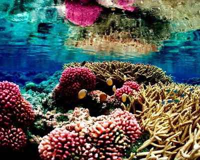 Court bans fishing in Pacific protected area overriding Trump officials’ rollback