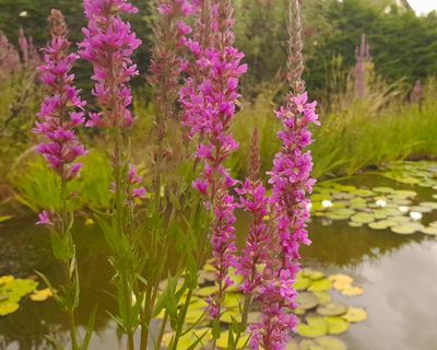 Country diary: The recipe for life is simple – just add water