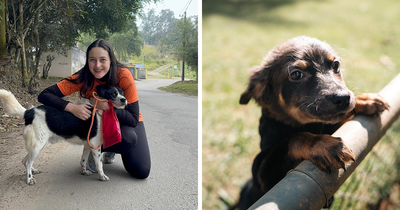 66 Times A Simple Walk Meant Everything To A Dog Without A Home