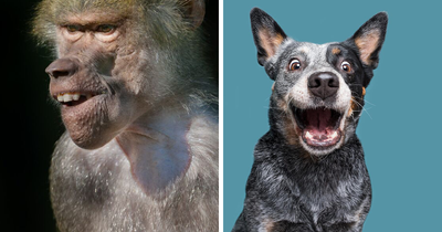 53 Of The Funniest Animal Photos Shared By Our Community