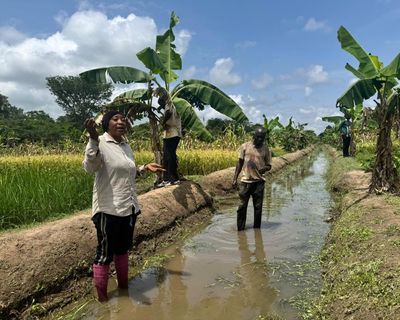 Growing pains: can rice production in Africa keep up with demand?