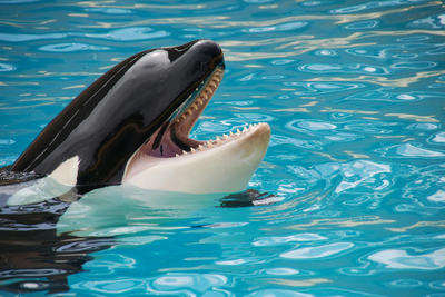 Who Is Jessica Radcliffe? Orca Trainer In Viral Death Video - Is She Real?