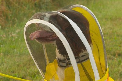 Former K-9 Maple is busy as a bee sniffing out threats to Michigan State University colonies